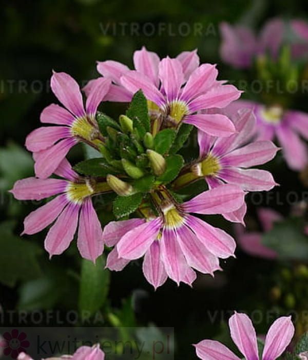 Scaevola aemula Touch Baby Pink różowa