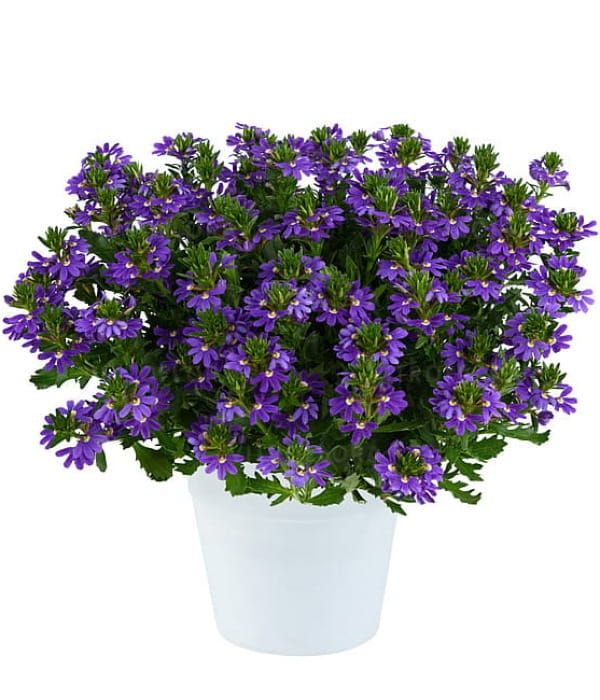 Scaevola aemula Touch Indigo
