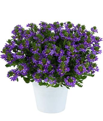 Scaevola aemula Touch Indigo