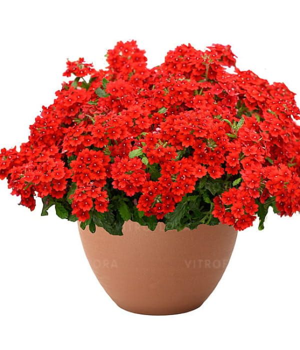 Verbena x hybrida Vanessa Compact Hot Red