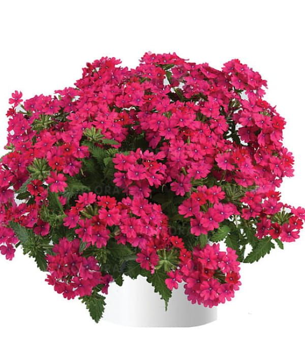 Verbena x hybrida Vanessa Compact Neon Pink