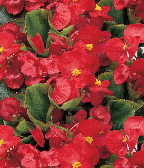 Begonia semperflorens Milet Olympia Scarlet