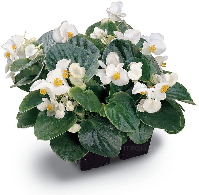 Begonia semperflorens Milet Olympia White