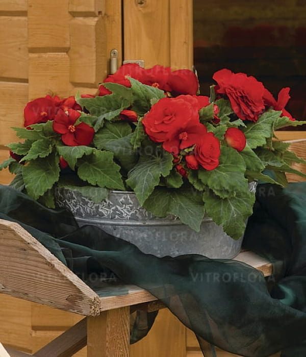 Begonia x tuberhybrida Nonstop Red