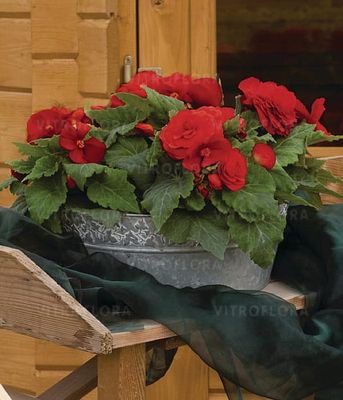 Begonia x tuberhybrida Nonstop Red