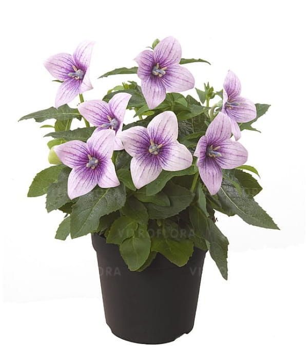 Platycodon Rozwar Astra Pink