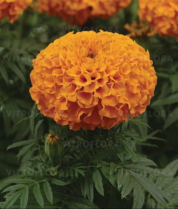 Tagetes erecta Taishan Orange