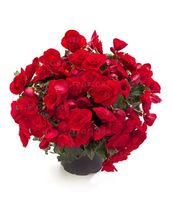 Begonia elatior BK Collection Bonny