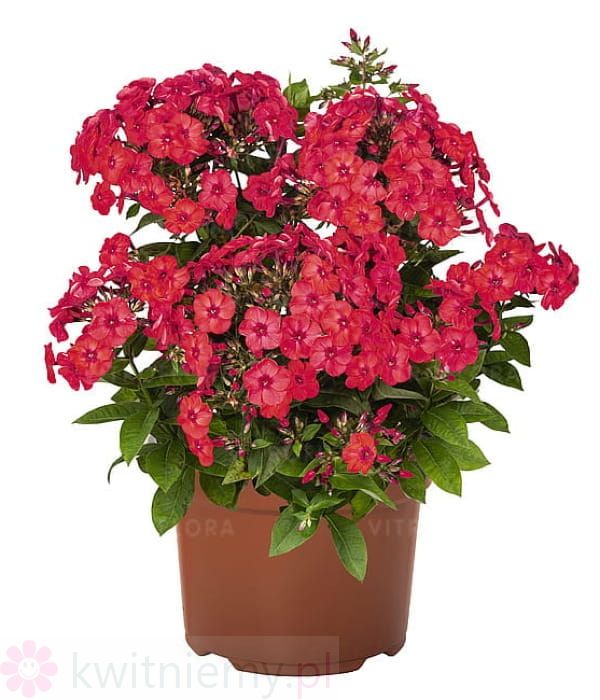 Flame® Watermelon Phlox paniculata – niski floks wiechowaty