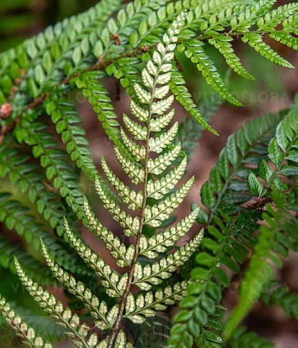 Polystichum biaristatum