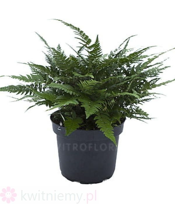 Polystichum biaristatum – zimozielona paproć