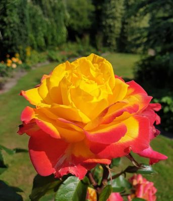 Róża Twister Select –  róża rabatowa