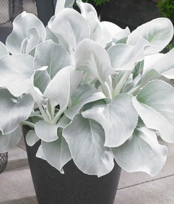 Starzec Senecio Angel Wings