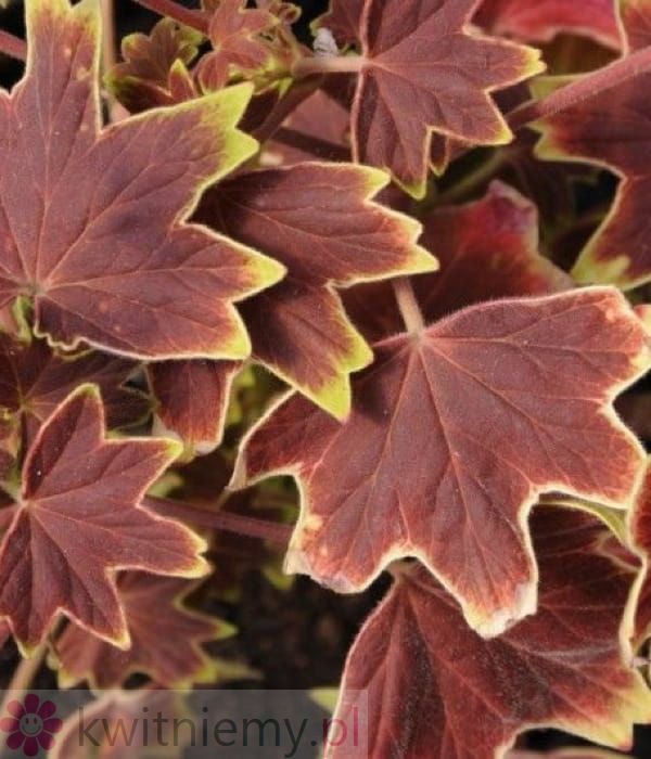 Pelargonia Vancouver Centennial - ozdobne liście