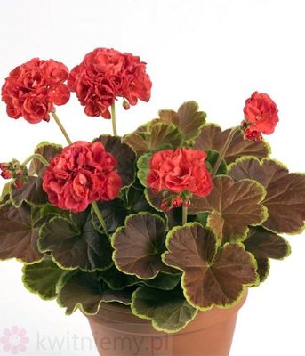 Pelargonia Vancouver Centennial