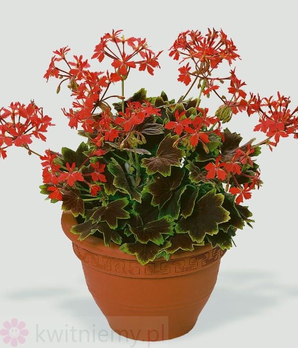 Pelargonia Vancouver sadzonka w doniczce