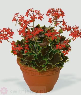Pelargonia Vancouver sadzonka w doniczce