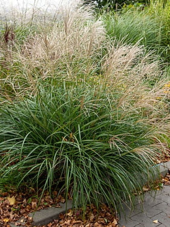 Miskant chiński Adagio