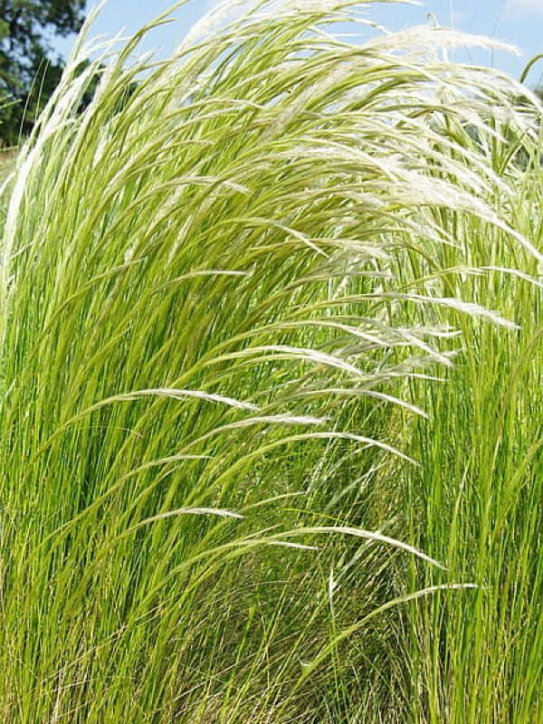 Stipa ichu – ostnica