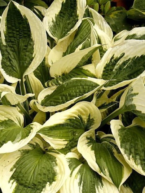 Hosta Patriot –  funkia , mrozoodporna bylina