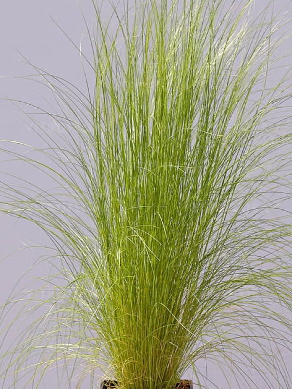 Stipa tenuissima Angelhair - ostnica