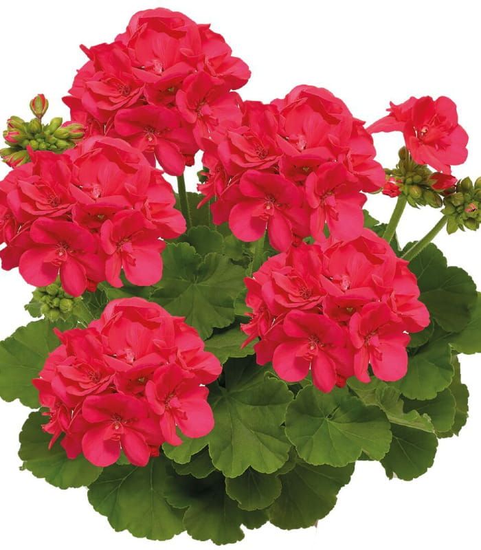 Pelargonia Calliope® ‘Deep Coral’