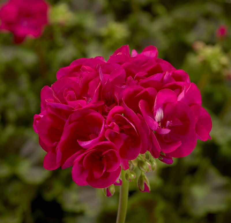 Pelargonia Calliope® ‘Hot Pink’