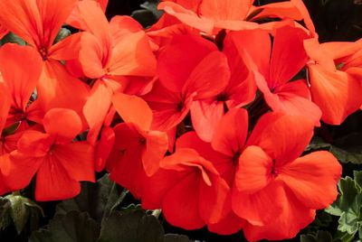 Pelargonia rabatowa Calliope® Landscape ‘Orange’