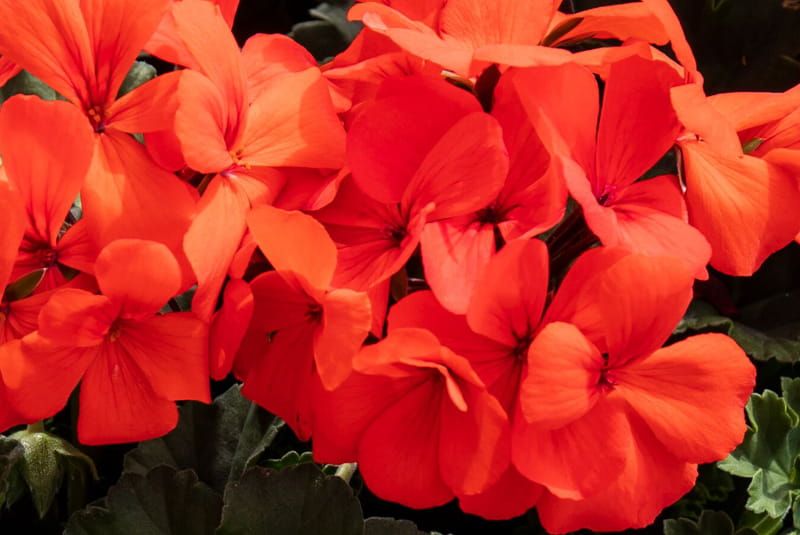 Pelargonia rabatowa Calliope® Landscape ‘Orange’