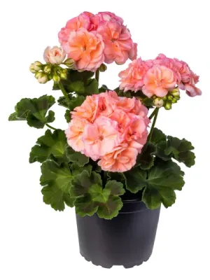 Pelargonia rabatowa zonale Rosebud ‘Astrid’