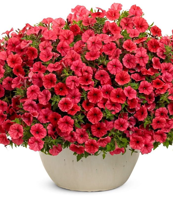 Supertunia MINI VISTA® Coral