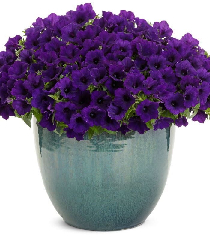 Supertunia MINI VISTA® Ultramarine