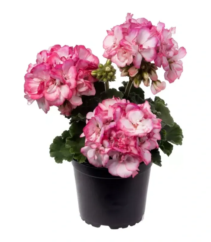Pelargonia zonale Bunny ‘Strawberry Ice’