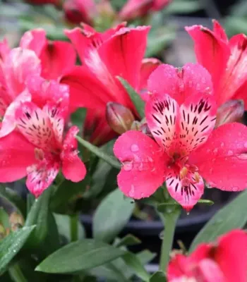 lstremeria Inca Lolly™ - długo kwitnąca