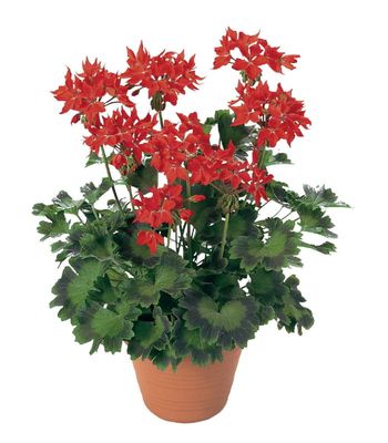 Pelargonia Fireworks Scarlet