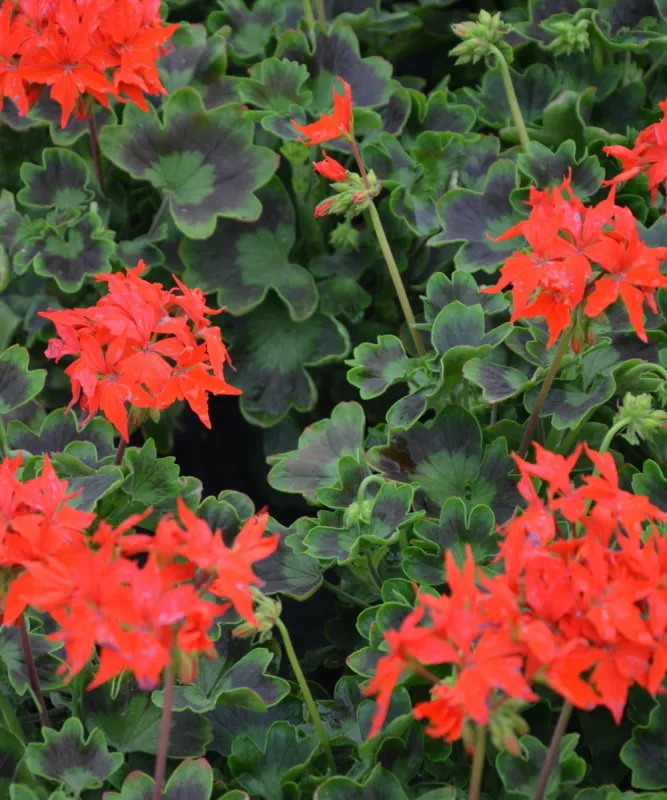 Pelargonia Fireworks Scarlet - kolekcjonerska