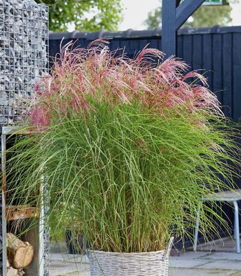 Miskant chiński ‘Pink Cloud’