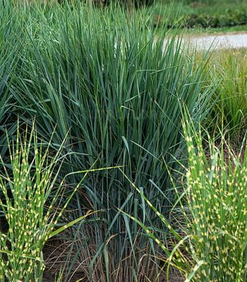 Proso rózgowate ‘Blue Fountain’