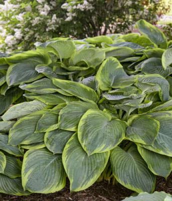 Funkia Hosta Shadowland Wu La La – olbrzymia funkia