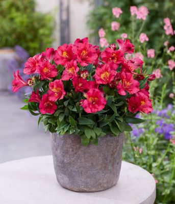 
Alstremeria Inca Cherry – wiśniowe kwiaty 