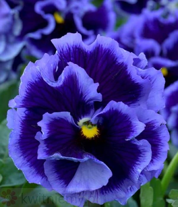 Bratek Ruffles Violet Majesty – falbankowy bratek ogrodowy o intensywnie fioletowych kwiatach