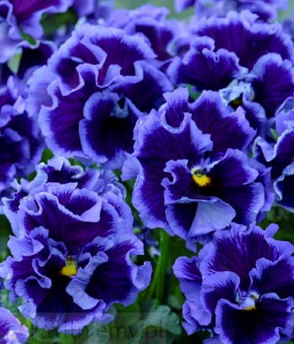 Viola Ruffles Violet Majesty – dekoracyjny bratek z pofalowanymi płatkami w głębokim fiolecie