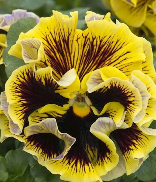 Bratek Ruffles Yellow –  o intensywnie żółtych, słonecznych kwiatach