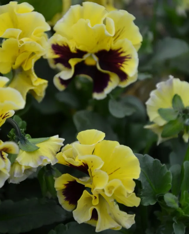 Bratek Ruffles Yellow