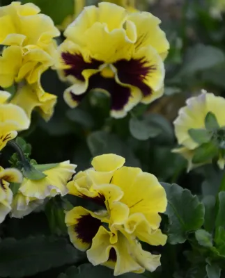 Bratek Ruffles Yellow