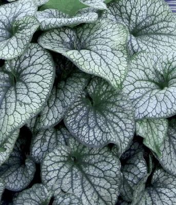 Brunnera Aleksanders Great – o ogromnych, srebrzystych liściach