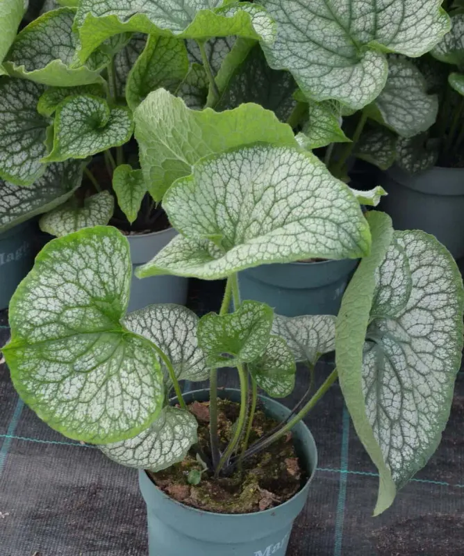 Brunnera Aleksanders Great
