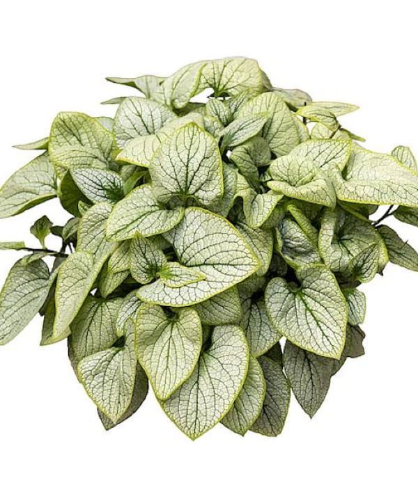 Brunnera Little Heart –  wielkolistna o srebrzystych liściach do cienia