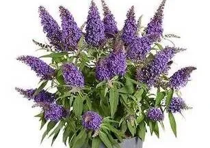 Budleja Candy Little Purple – karłowa odmiana