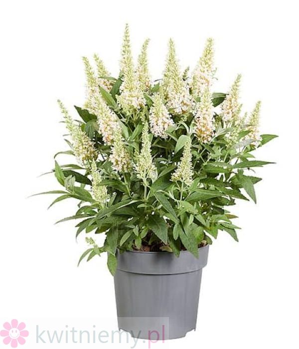 Budleja Butterfly Candy Little White – karłowa budleja Dawida o białych kwiatach